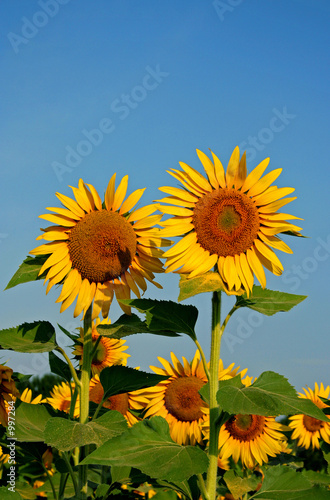 fleurs de tournesols vertical