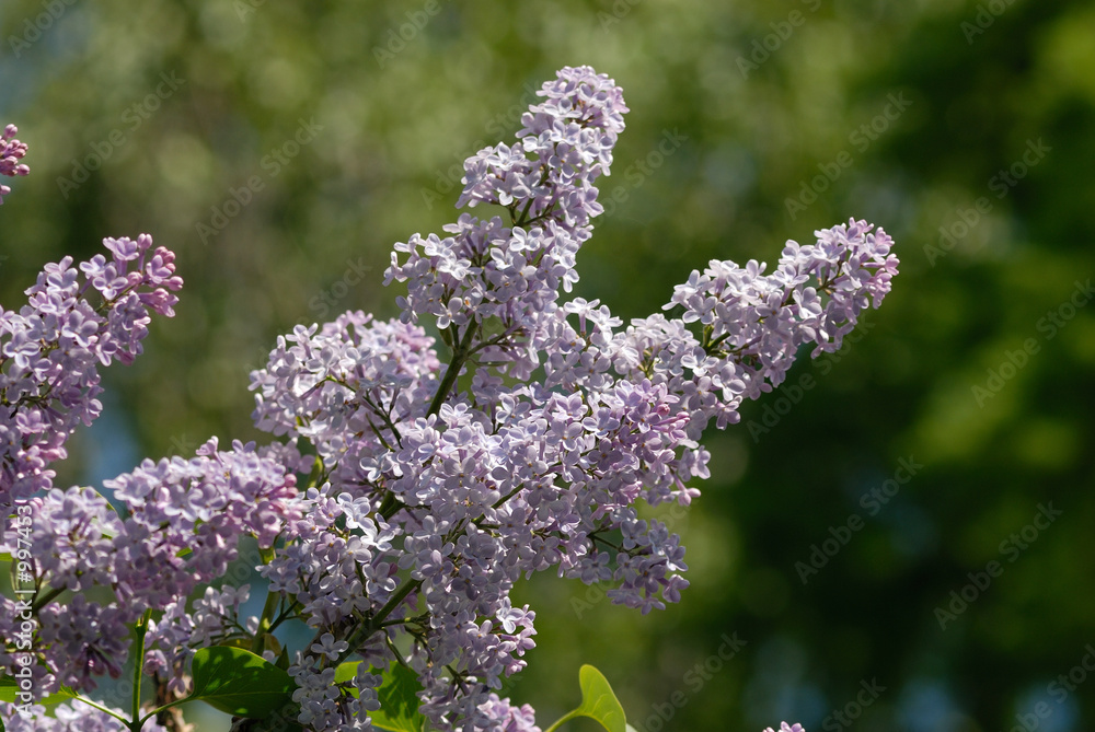 Obraz premium syringa vulgaris