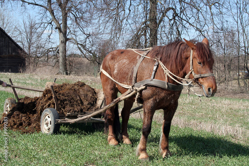 workhorse