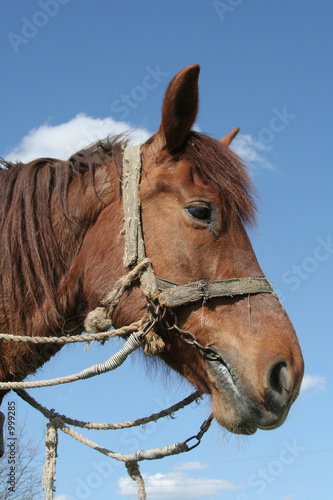 workhorse