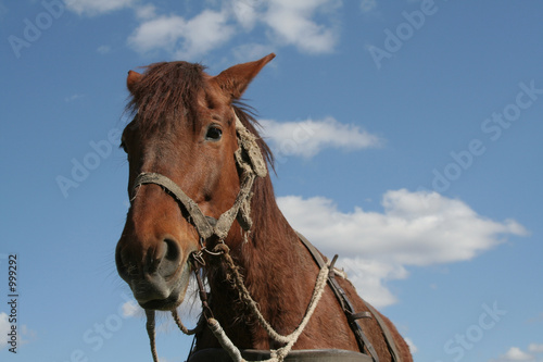 workhorse