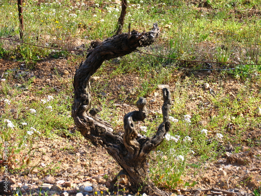 Obraz premium la vigne