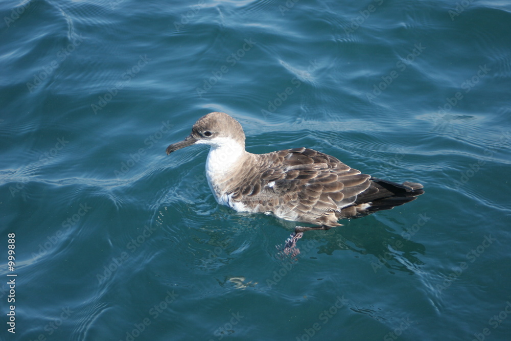shearwater shearwater
