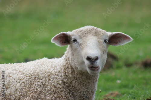 goofy sheep