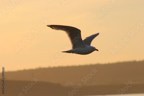 seagull in sunset