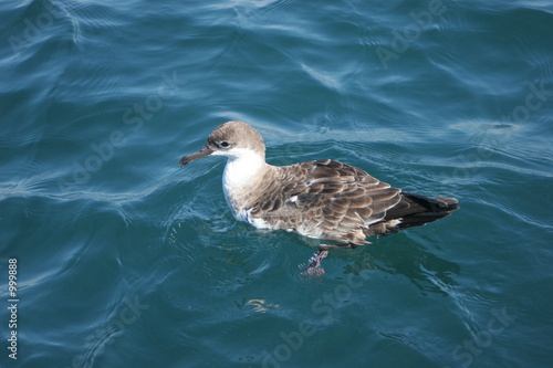 shearwater