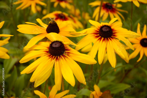 Fotografija black-eyed susan gloriosa daisy