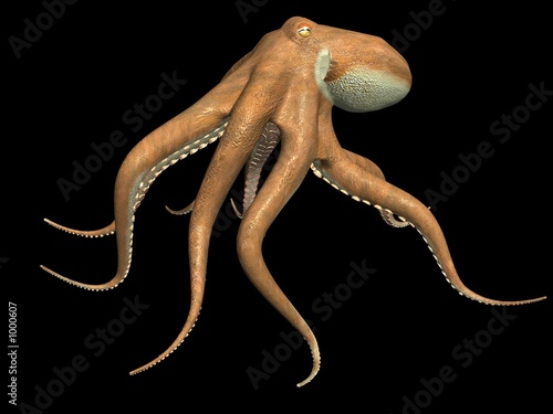 octopus
