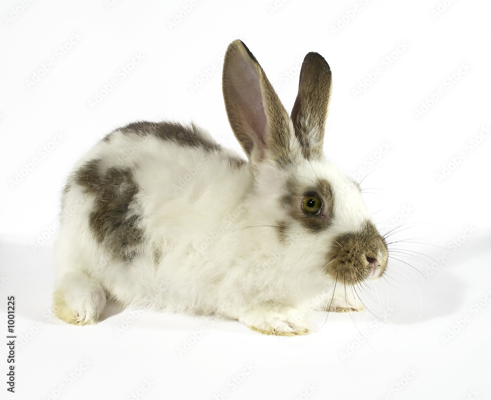bunny 01 bunny 01