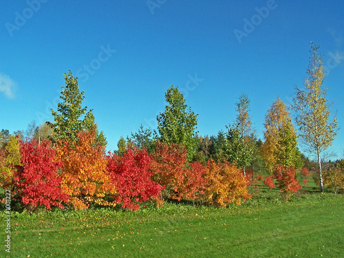 golf field surounded by colourful trees