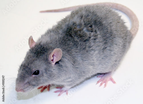 rat