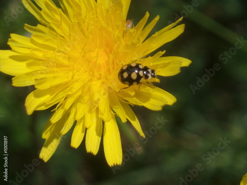 yellou flower, and bug photo