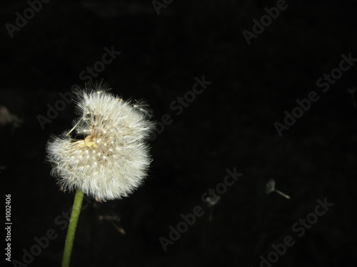 dandelion
