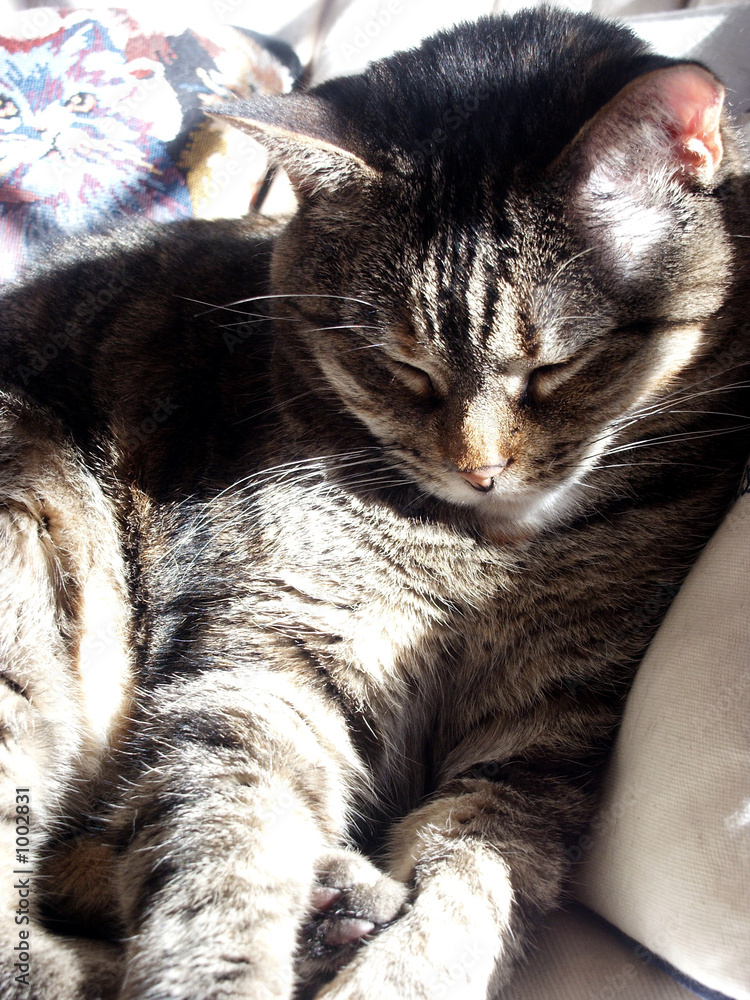 sunning cat