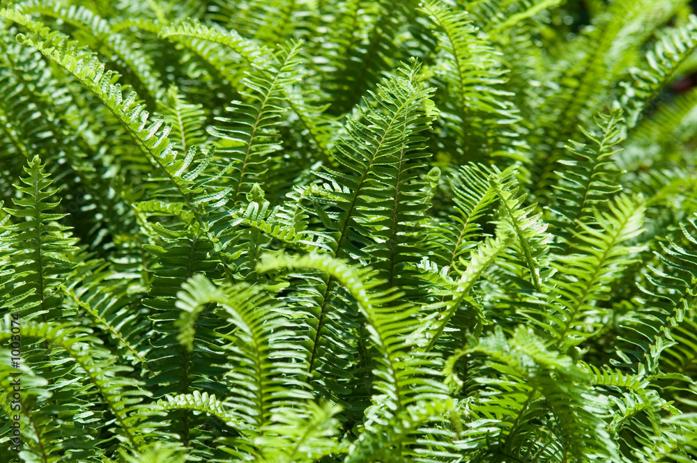ferns
