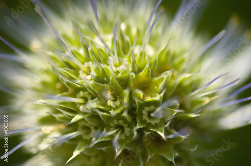 thistle closeup