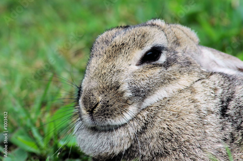 snowshoe hare 3