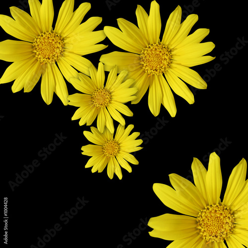 Fototapeta Naklejka Na Ścianę i Meble -  yellow flowers on black