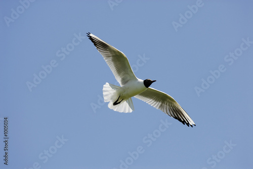 vogelfrei