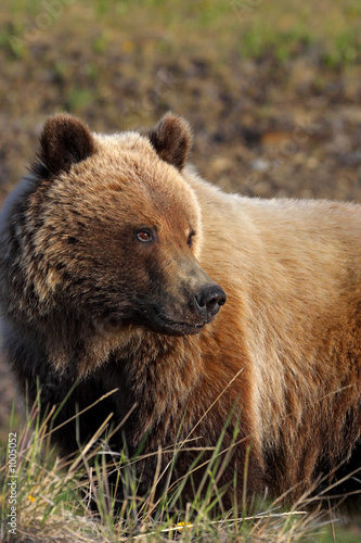 grizzly