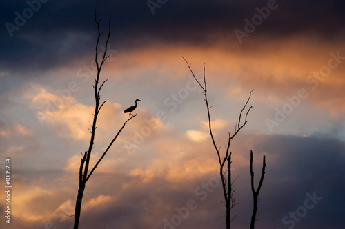 heron silhouette photo