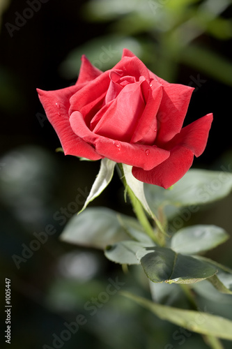 rose 'ruby wedding'