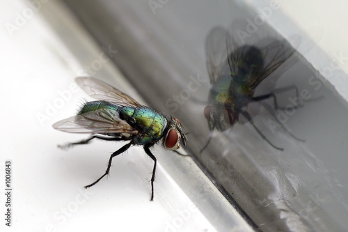 Foto house fly & glass reflection closeup