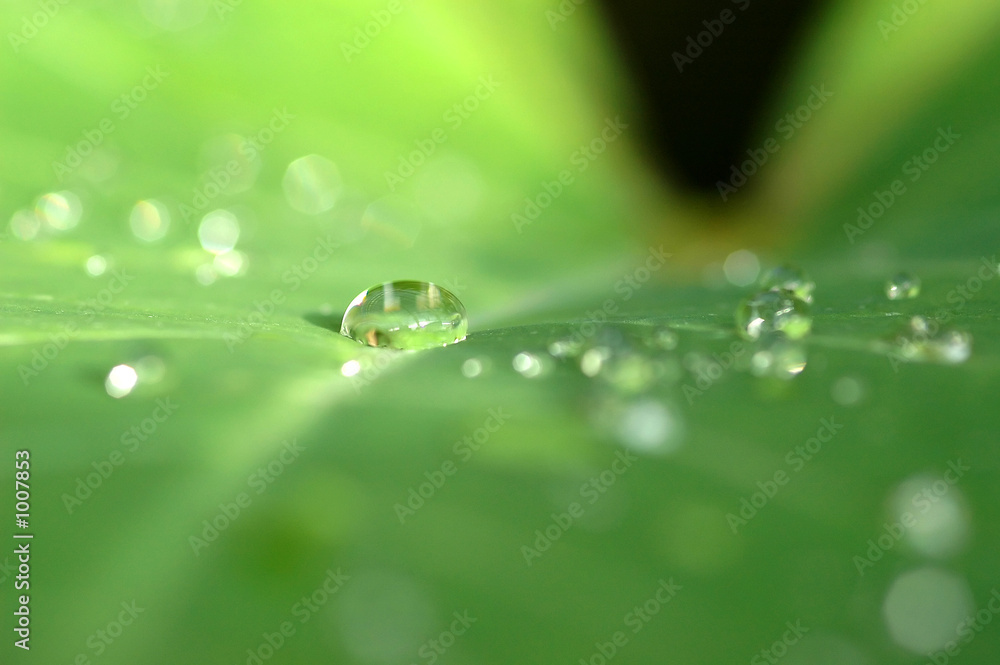 dew on a leaf dew on a leaf