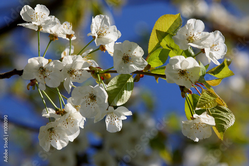 fleurs de merisier