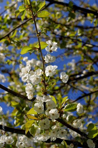 fleurs de merisier