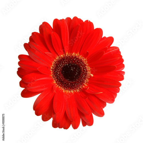 gerbera head