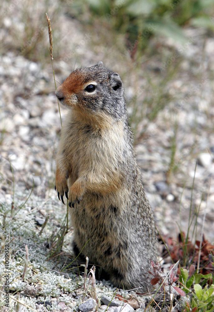 the ground squirrel guard the ground squirrel guard