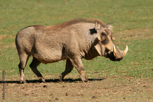 warthog photo