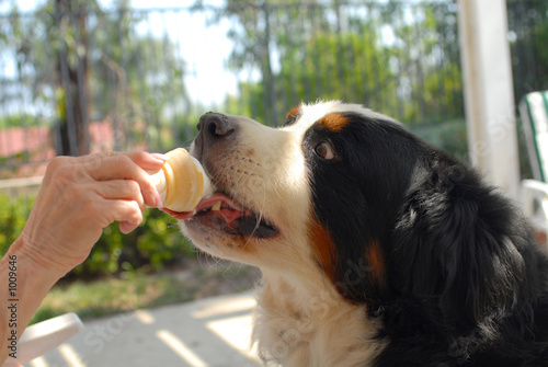 dog and ice cream cone