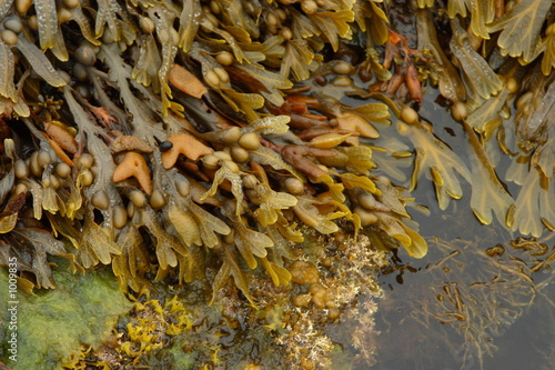 seaweed and kelp