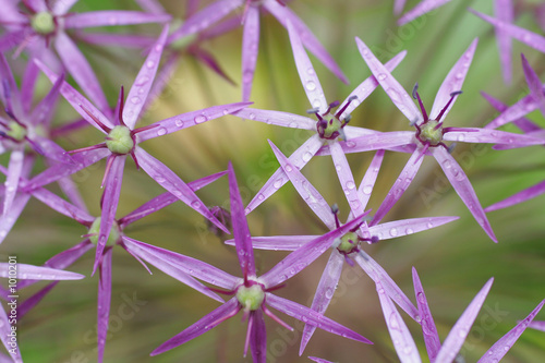 alium stars photo