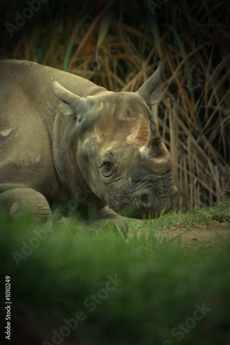 rhino with horns