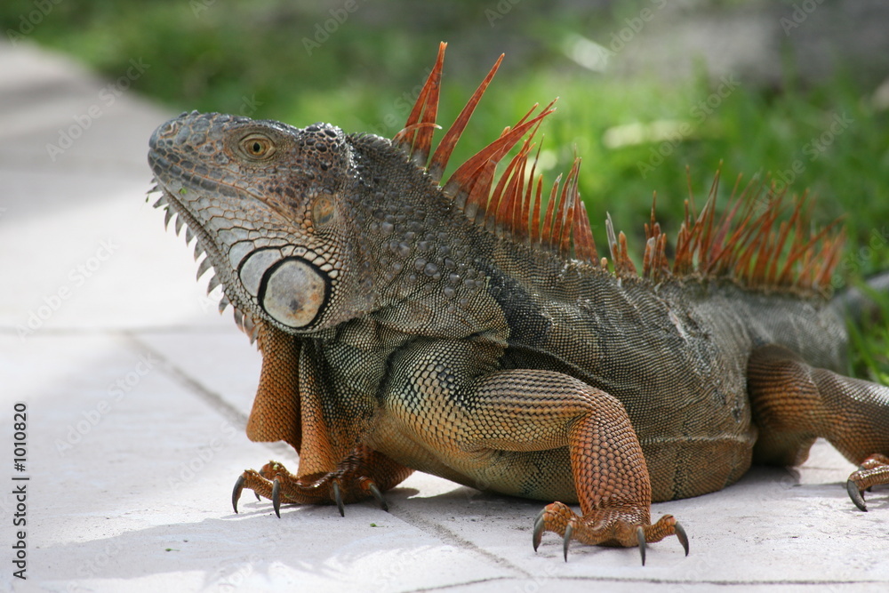 Fototapeta premium giant iguana