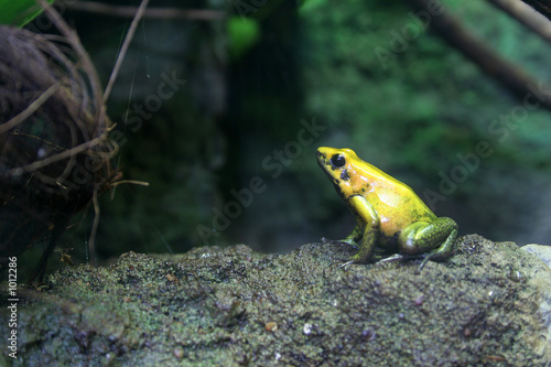 yellow frog photo