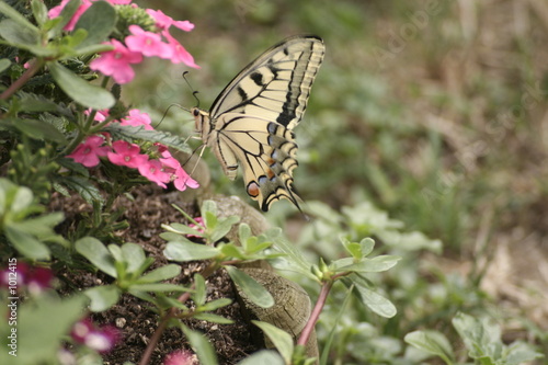 le papillon 2