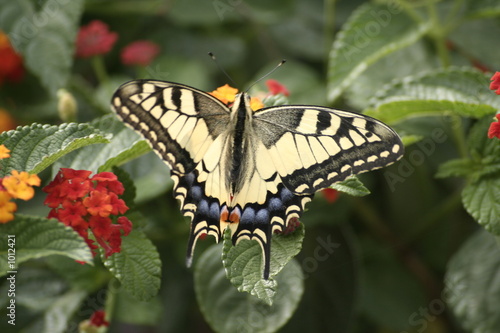 le papillon 3