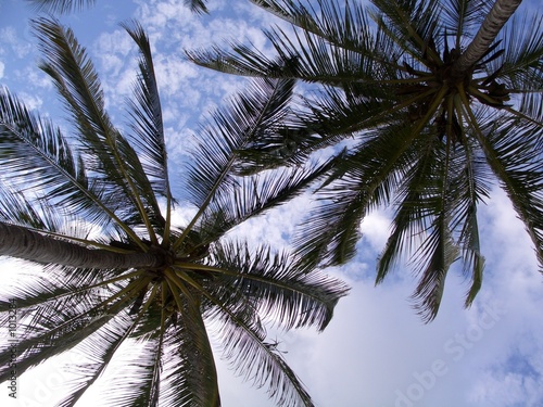 two plams - deux palmiers photo