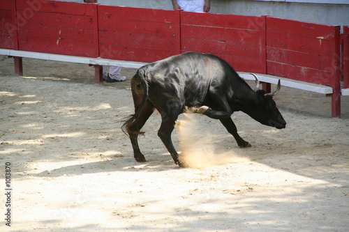 vache en colère