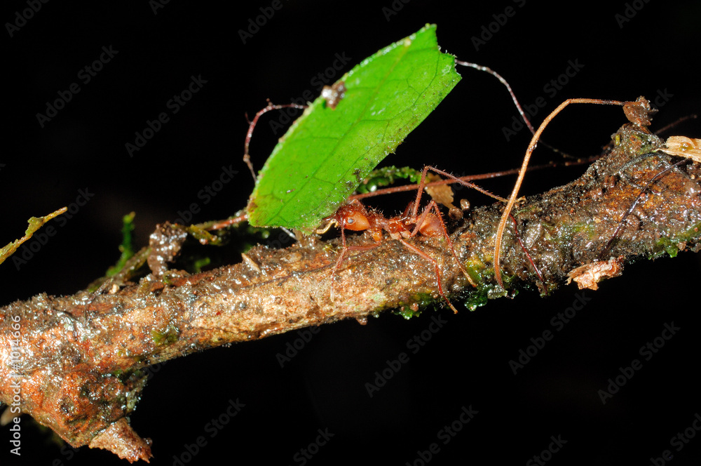 leaf cutter ant leaf cutter ant