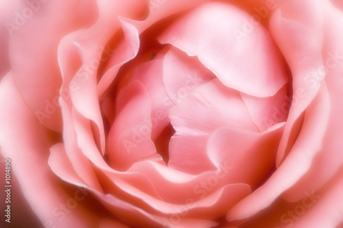 rose 'blessings'