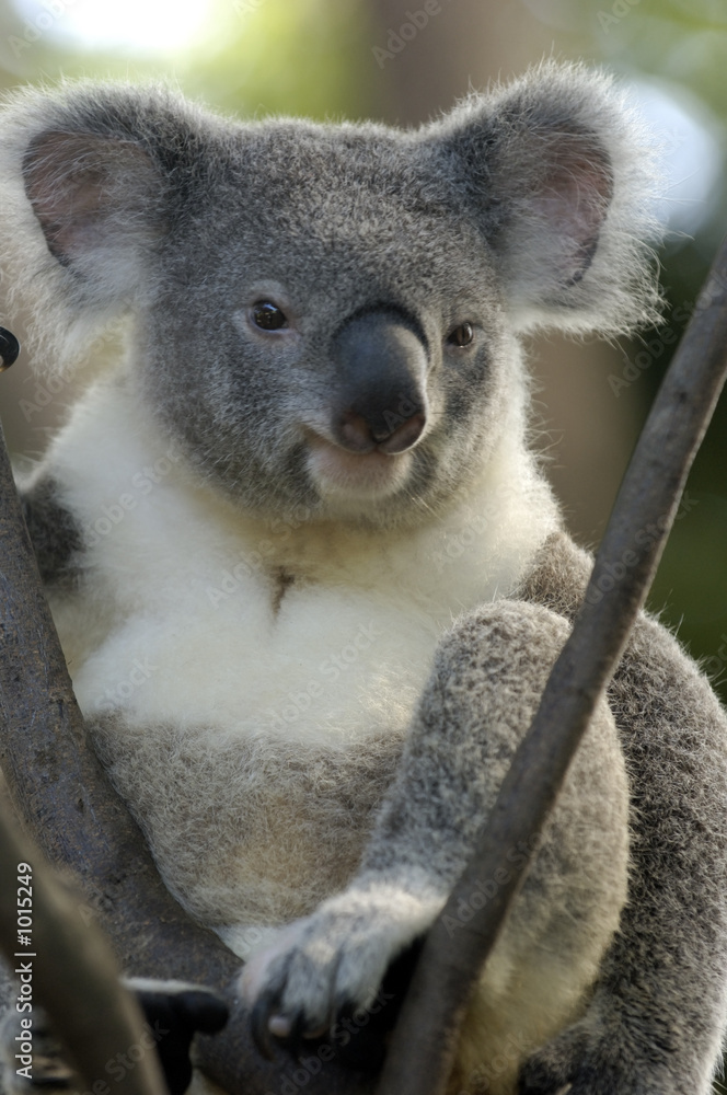 Naklejka premium koala bear