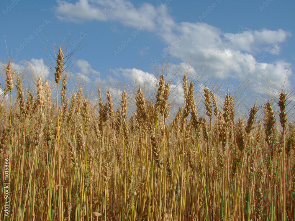 wheat wheat