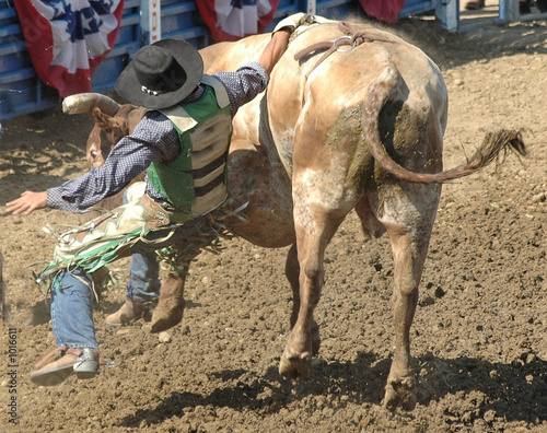 cowboy being thrown by bull photo