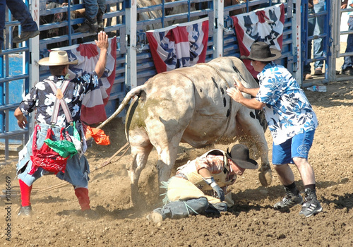bull trampling a cowboy