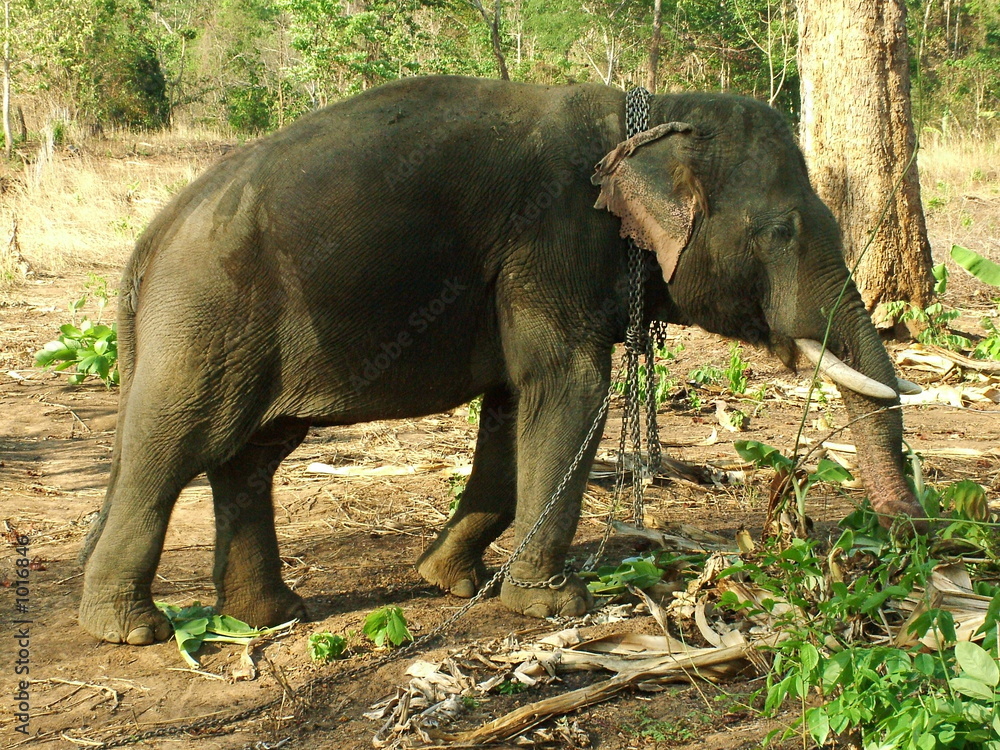 elephant, thailande